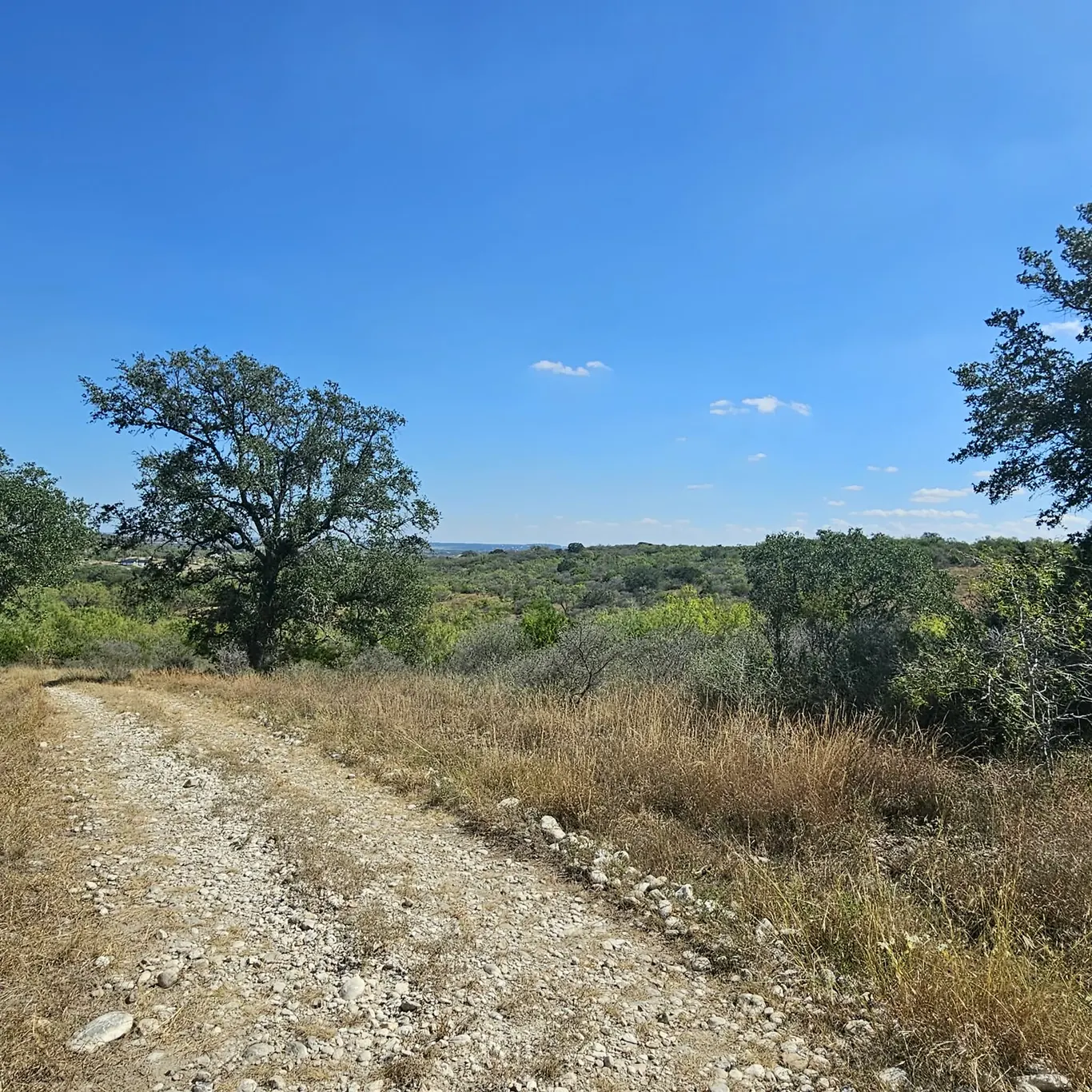 Mature oaks along the ranch road
