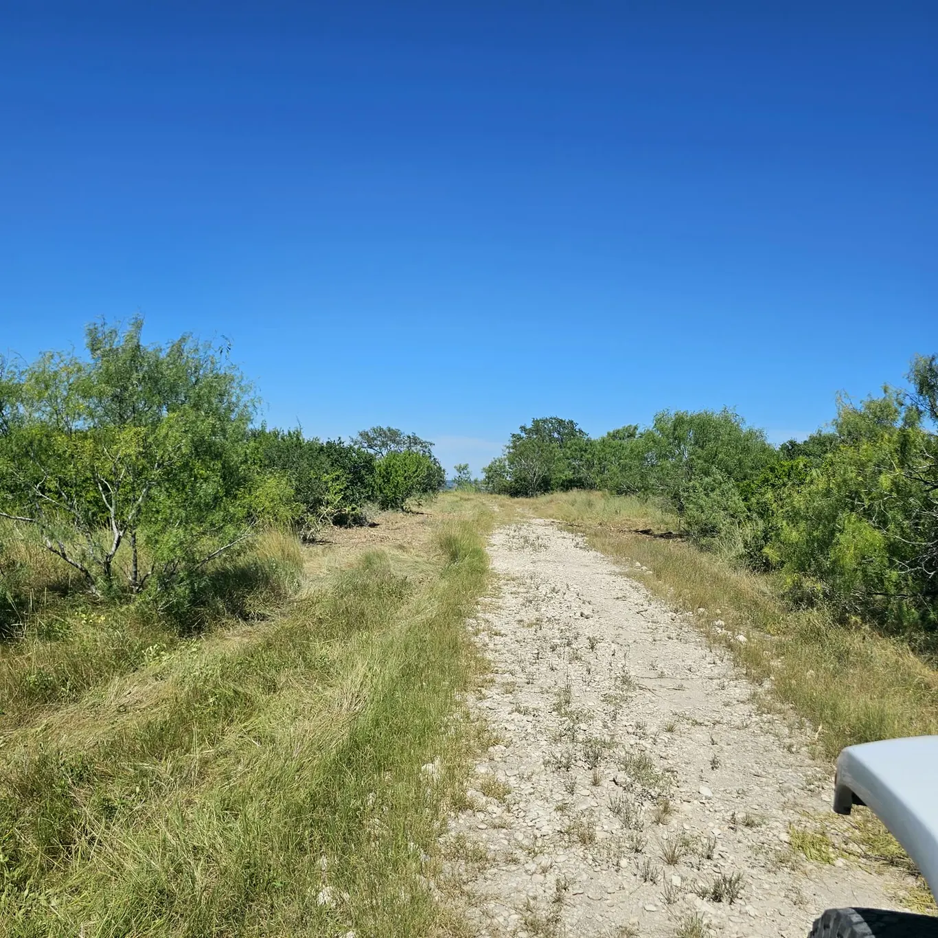 Ranch trail winding through the Texas brush