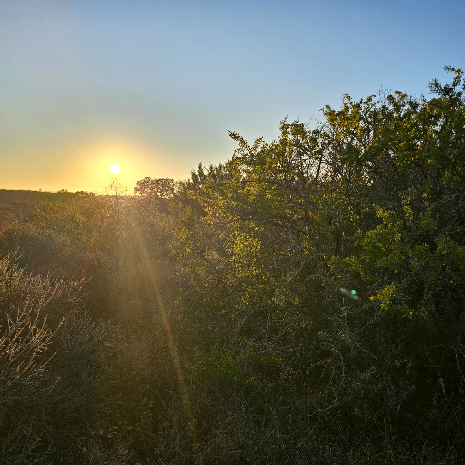 Sun cresting over the brush at Medina Valley Ranch