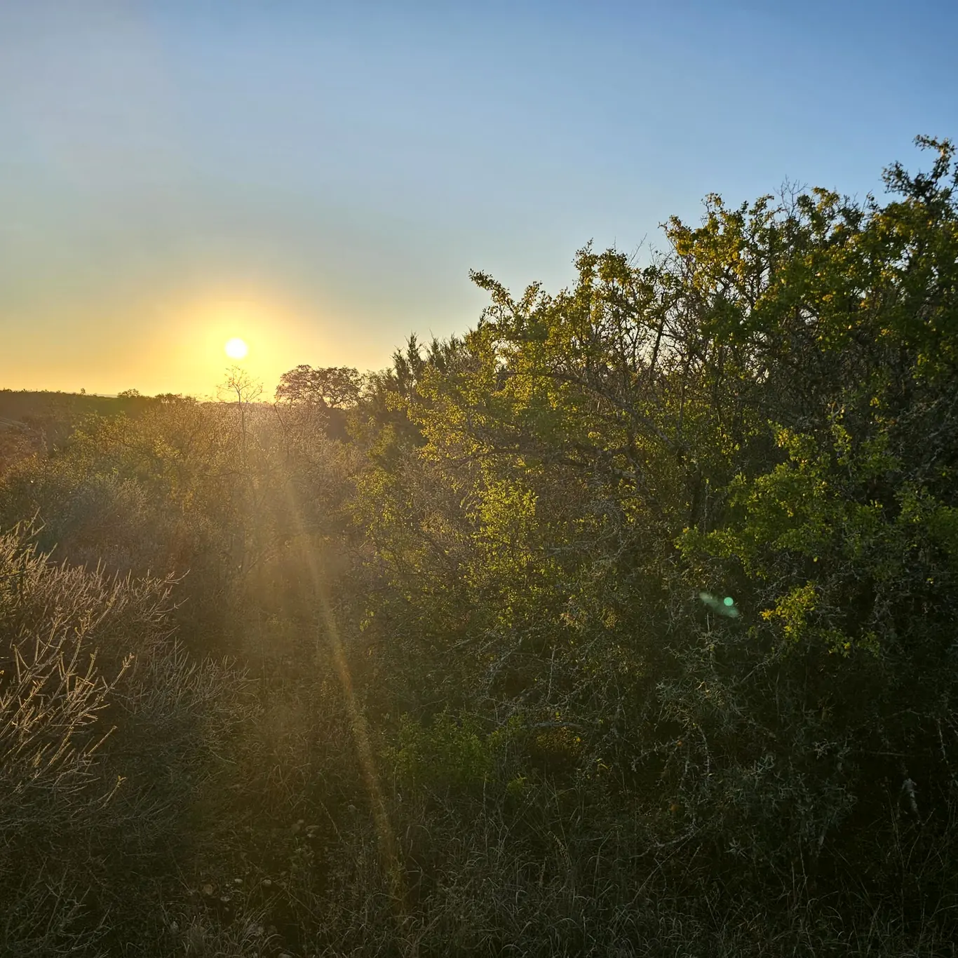 Sun cresting over the brush at Medina Valley Ranch